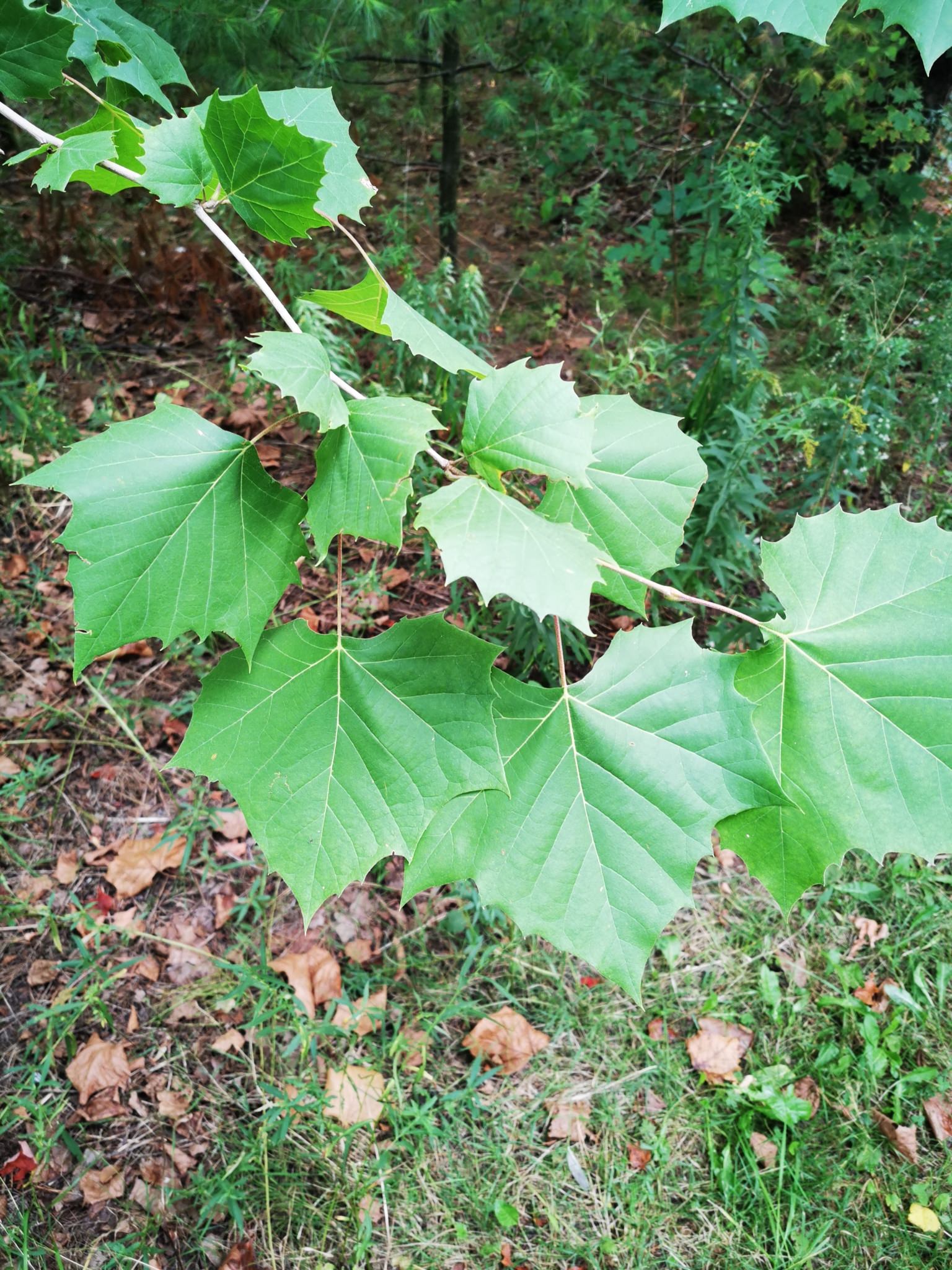 Platanus occidentalis